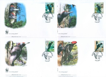 Serbia-2007 WWF Black Woodpecker gutter