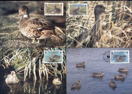 South-Georgia-1992 WWF South Georgia Teal, bird Maxicards