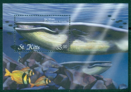 St-Kitts-2001-Caribbean-Flora-and-Fauna-Whales-MS-MUH_2 St-Kitts-2001-Caribbean-Flora-and-Fauna-Whales-MS-MUH_2