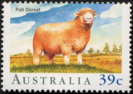 Australia-1989-Sheep-in-Australia-39-cent-Multi-P13-5x14-Poll-Dorset-animal-sheep