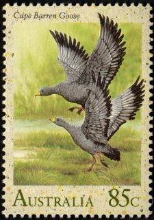 Australia-1991-Waterbirds-85-cent-Multi-P14-50-Bird