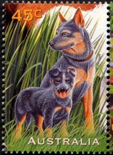 Australia-1996-Australian-Pets-45-cent-Multi-P11-50-Blue-heeler-dogs-SG1653