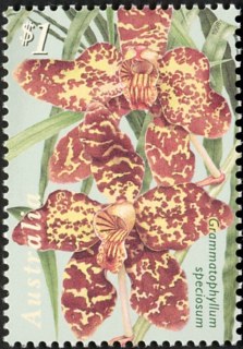 Australia-1998-Australia-Singapore-Joint-Issue-Orchids-1-dollar-Multi-P14-5-x-14-Grammatophylum-speciosum-Tiger-orchid-SG1802