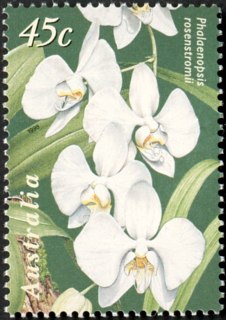 Australia-1998-Australia-Singapore-Joint-Issue-Orchids-45-cent-Multi-P14-5-x-14-Phalaenopsis-rosenstromii-Moth-orchid-SG1800