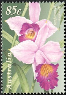 Australia-1998-Australia-Singapore-Joint-Issue-Orchids-85-cent-Multi-P14-5-x-14-Arundina-graminifolia-Bamboo-orchid-SG1801