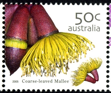 Australia-2005-Australian-Wildflowers-50-cent-Multi-P14-x-14-4-Coarse-leaved-Mallee-Eucalyptus-grossa-from-near-Newdgate