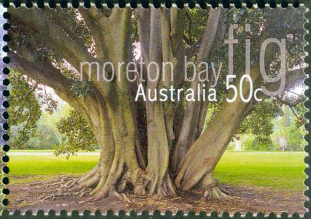 Australia-2005-Native-Trees-50-cent-Multi-P13-86-x-14-6-Moreton-bay-Fig