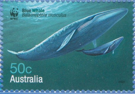 Australia-2006-Whales-Down-Under-50-cent-Multi-P13-86-x-14-6-Blue-whale-Balaenoptera-musculus-with-cub-SG2659