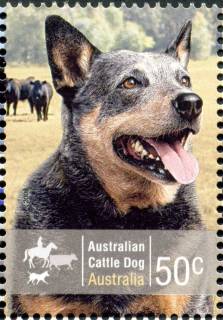 Australia-2008-Working-Dogs-50-cent-Multi-P14-6-x-13-86-Australian-Cattle-Dog