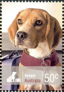 Australia-2008-Working-Dogs-50-cent-Multi-P14-6-x-13-86-Beagle