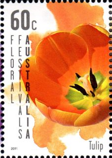 Australia-2011-Floral-Festivals-Australia-60-cent-Multi-P13-86-x-14-6-Orange-Tulip-for-Canberra-Floriade-SG3563