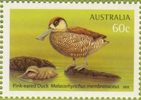 Australia-2012-Australian-Waterbirds-60-cent-Multi-P13-86-x-14-6-Pink-eared-duck-Malacorhynchus-membranaceas-SG3735