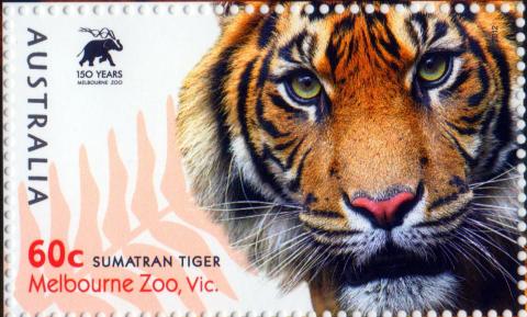 Australia-2012-Australian-Zoos-60-cent-Multi-P14-4-x-14-Sumatran-Tiger-a-bigger-stamp-with-small-print-150-years-Melbourne-Zoo-SG3859