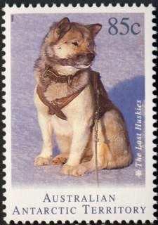 AAT-1994-Departure-of-Husky-Dogs-from-Antarctica-85-cent-Multi-P14-50-AAT-Husky-in-harness-SGA106