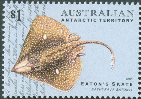 AAT-2006-Fish-of-the-Australian-Antarctic-Territory-1-dollar-Multi-P13-86-x-14-6-AAT-Eatons-skate-Bathyraja-eatoni-on-pale-blue-grey-background