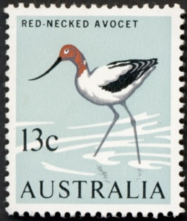 Australia-1966-Red-necked-Avocet-13-cent-red