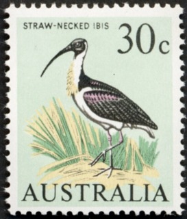 Australia-1966-Straw-necked-Ibis-30-cent-black