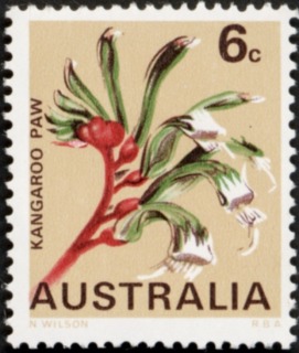 Australia-1968-State-Floral-Emblems-6-cent-Multi-P13-50-Kangaroo-Paw-flower