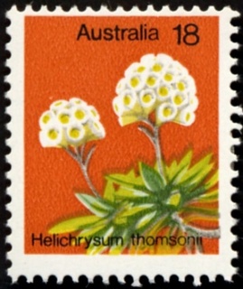 Australia-1975-Wild-flowers-18-cent-Multi-P15x14-Helichrysum-thomsonii