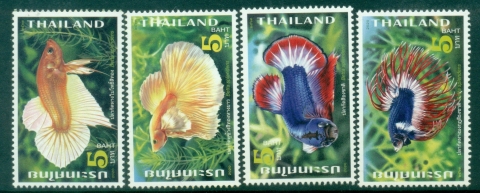 Thailand-2020-Beta-Fighting-Fish-Beta-splendens-MUH