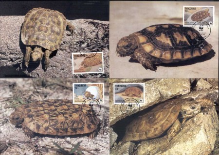 Tanzania 1993 WWF Pancake Tortoise Maxicards