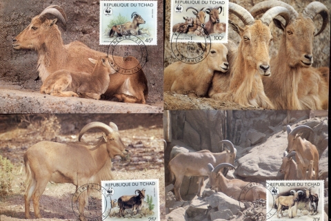 Chad 1988 WWF Barbary Sheep 4xMaxicard