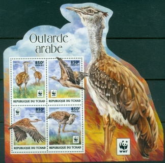 Chad-2017-Birds-Bustard-Ardeotis-arabis-WWF-MS-Much