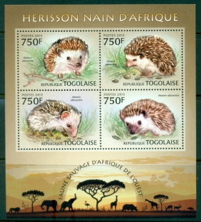 Togo-2013-Fauna-Dwarf-Hedgehog-MS-MUH