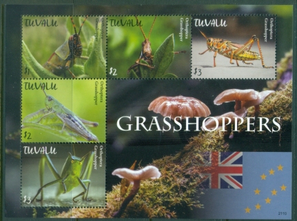 Tuvalu-2021-Insects-Grasshoppers-MS-MUH_1