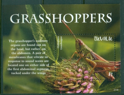 Tuvalu-2021-Insects-Grasshoppers-MS-MUH_2