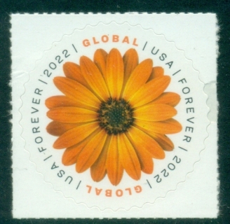 USA-2022-Flowers-African-Daisy-MUH