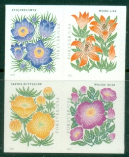 USA-2022-Mountain-Flowers-MUH