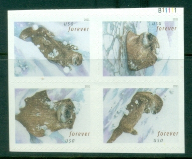 USA-2021-Otters-in-Snow-MUH