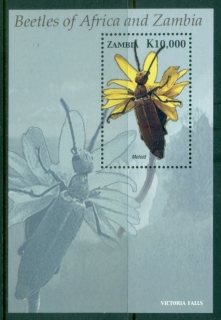 Zambia-2005-Insects-Beetles-MS-MUH