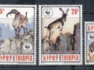 Ethiopia-1990 WWF Walia Ibex