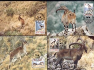 Ethiopia-1990 WWF Walia Ibex Maxicards