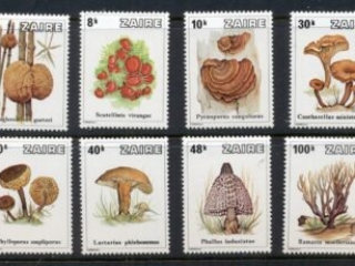 Zaire-1979 Funghi, Mushrooms