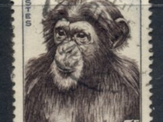 French West Africa 1955 Chimpanzee