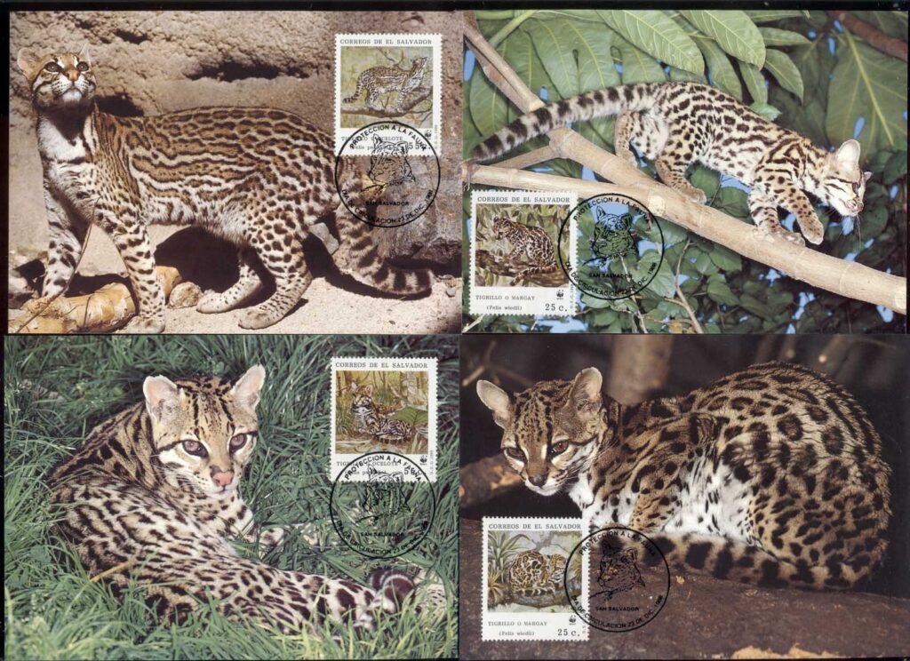 El Salvador 1988 WWF Ocelot &amp; Margay 4xMaxicard
