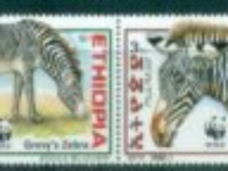 Ethiopia-2001 WWF Grevy's Zebra