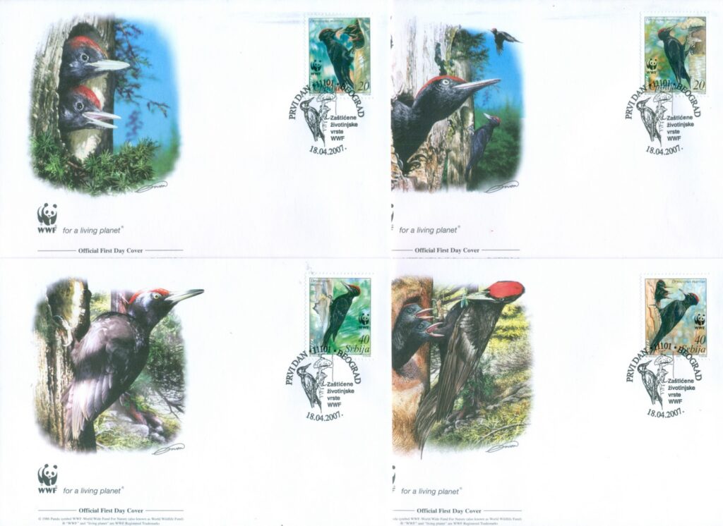 Serbia-2007 WWF Black Woodpecker gutter