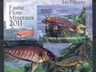 Comoro-Is-2011-Freshwater-Fishes