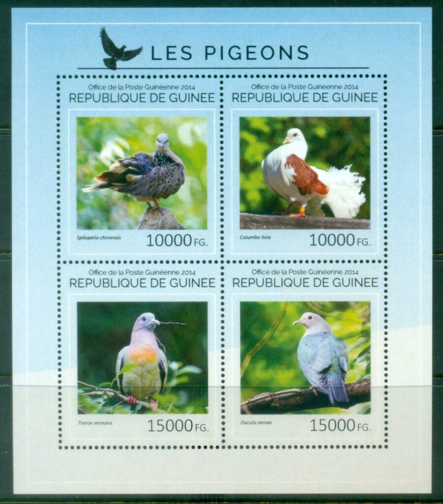 Guinea-2014-Birds-Pigeons-MS-Muh